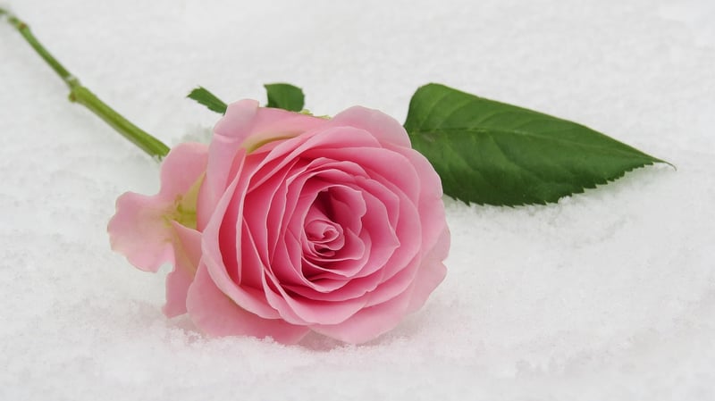 Cascading Flowers