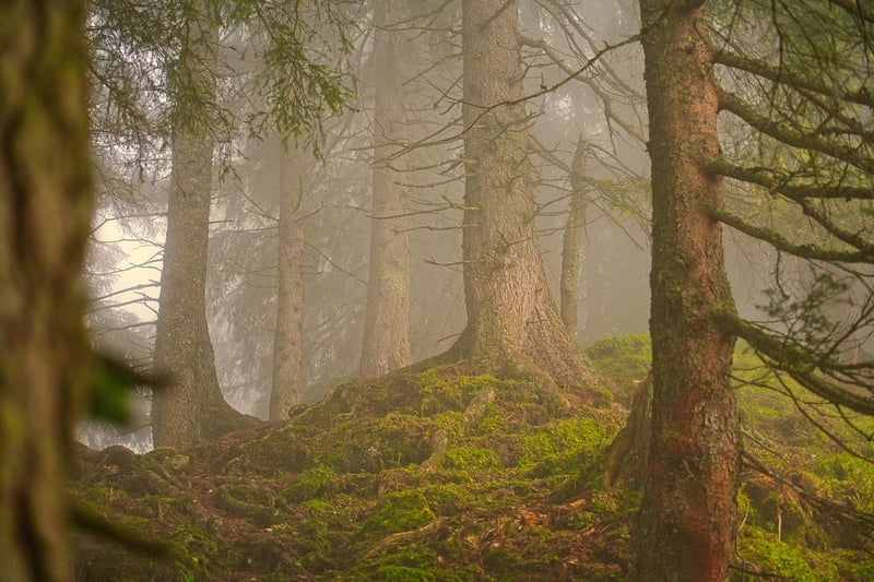 Enchanted Forest Seeds